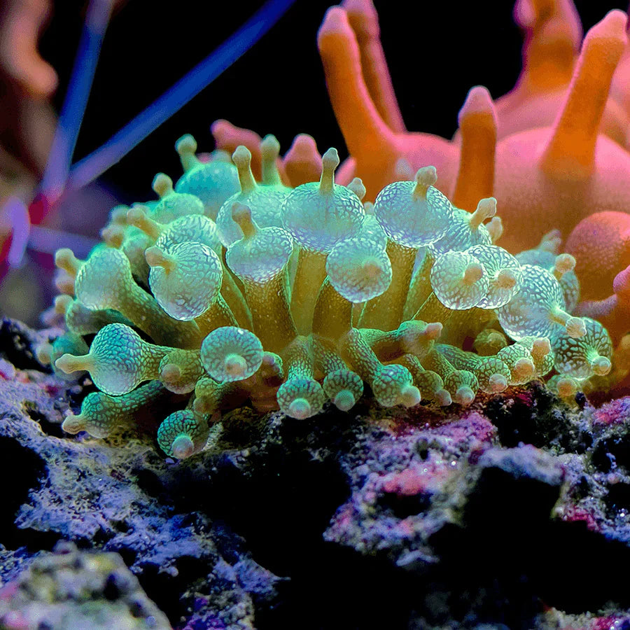 The Rise of Sea-Inspired Jewellery